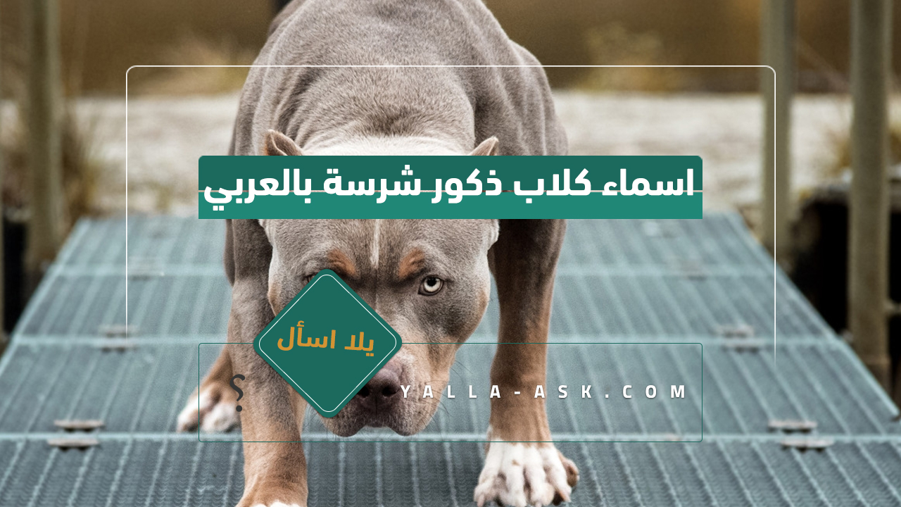 اسماء كلاب ذكور شرسة بالعربي